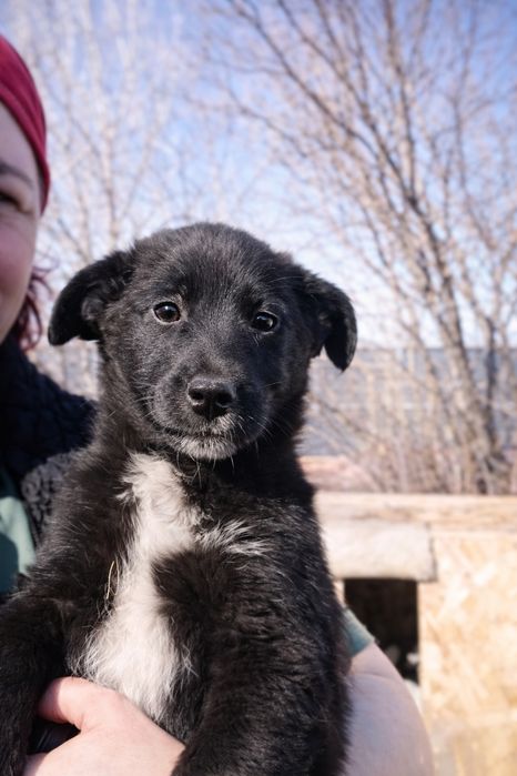 Щенки мальчики бесплатно