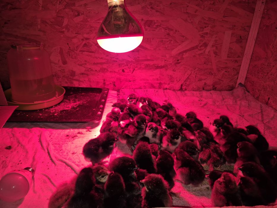 Oua araucana Australorp  și