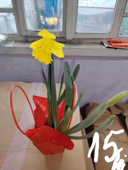 Vand zambile la ghiveci