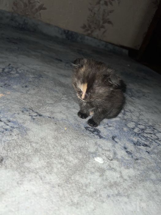 Mushu sotiladi qiziqanla telegramdan yozamiz