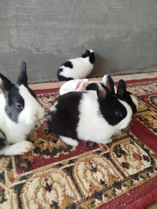 Карлик куёнчалар