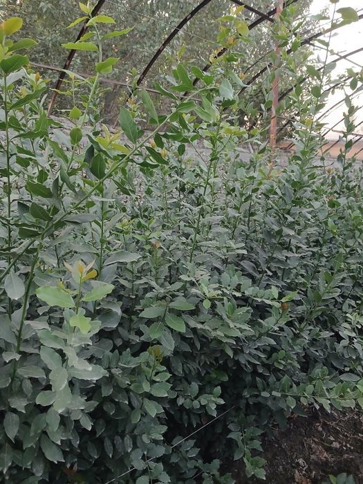 Lavrolivilost koʻchatlari hammer razmerlari mavjud