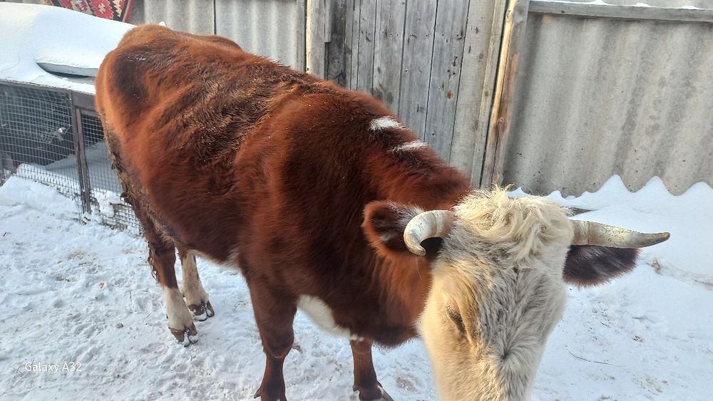 Продам корову 600.000