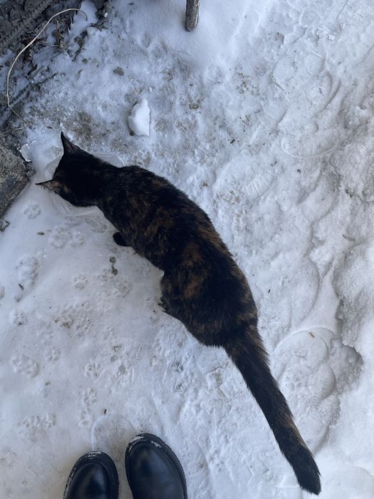 Подарите котику дом