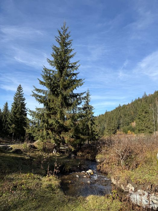 DIRECT PROPRIETAR Atractiv pentru pensiune/casă de vacanță): Teren de Poveste la Munte – 6.000 mp Intravilan + 6.000 mp Extravilan,Dorna Arini-Ortoaia