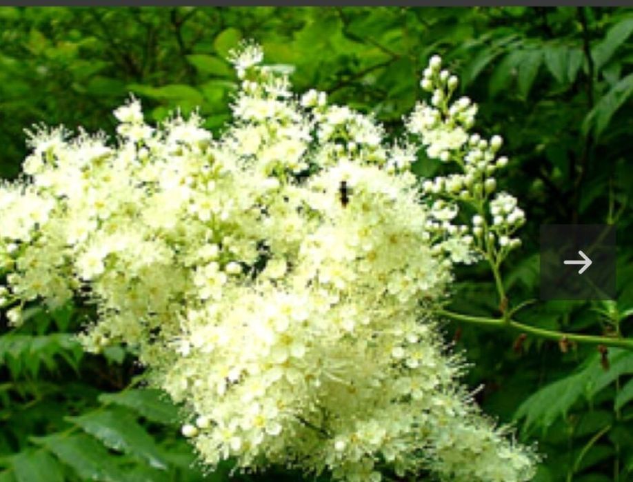 Рябинник крупноцветковый многолетний