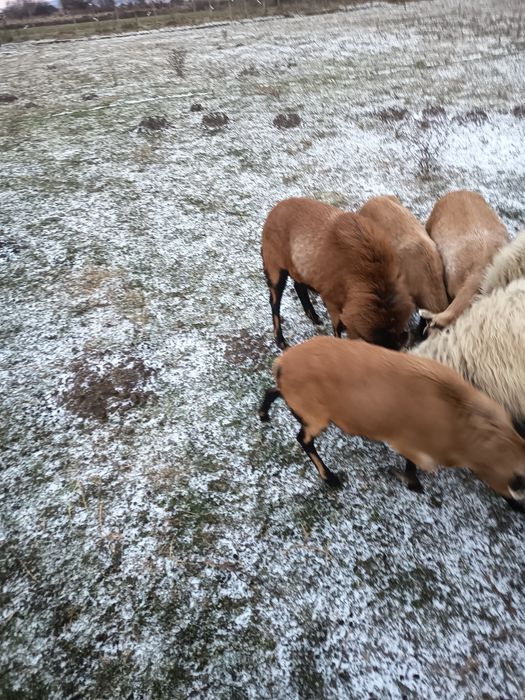 Vând berbec camerun