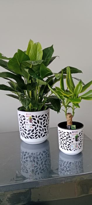 Домашние растения, Хонаки гуллар