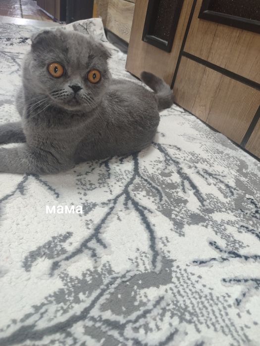 Продается шотландская вислоухая девочка