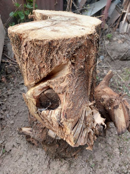 Продам Дрова и Хворост