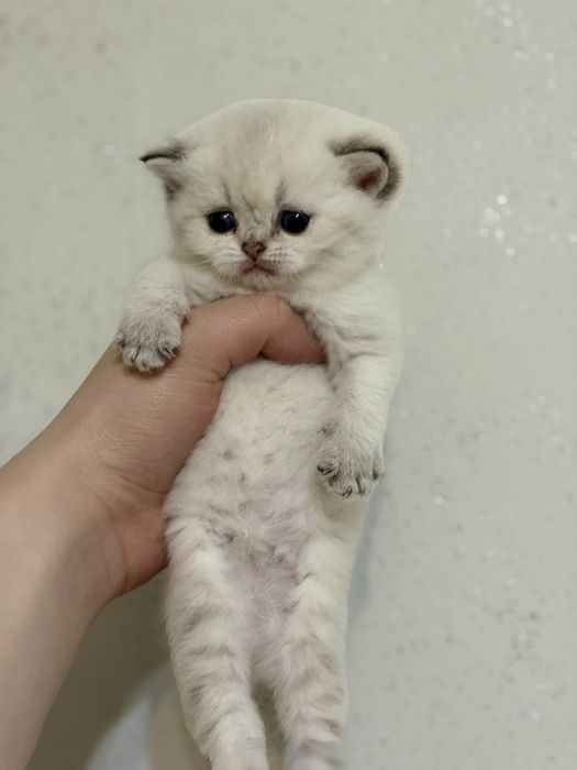 Продам британских котят шиншиллы