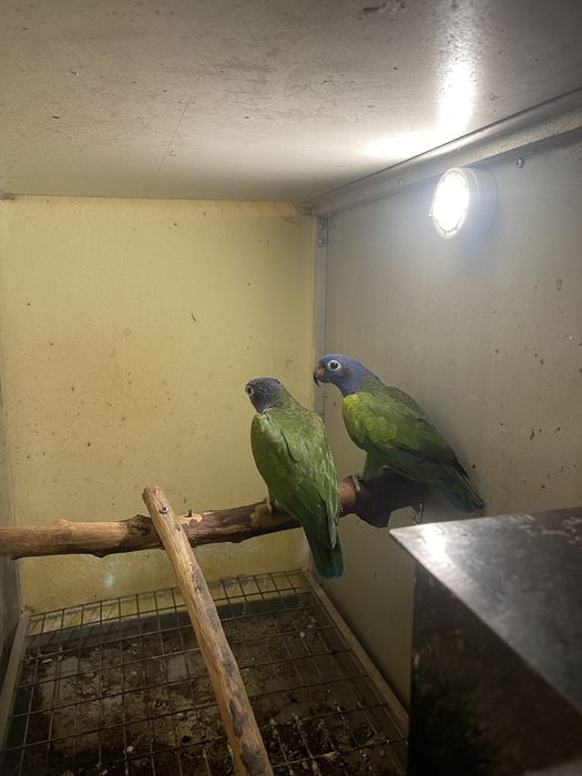 Papagal cu capul albastru