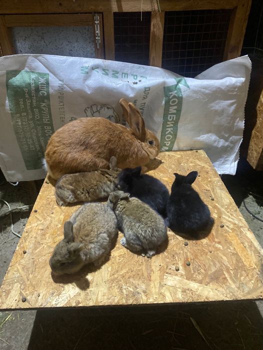 Продам кролиху с крольчатами