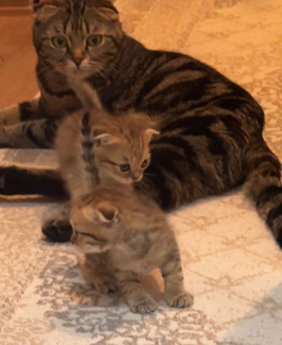 Продаются породистые котята
