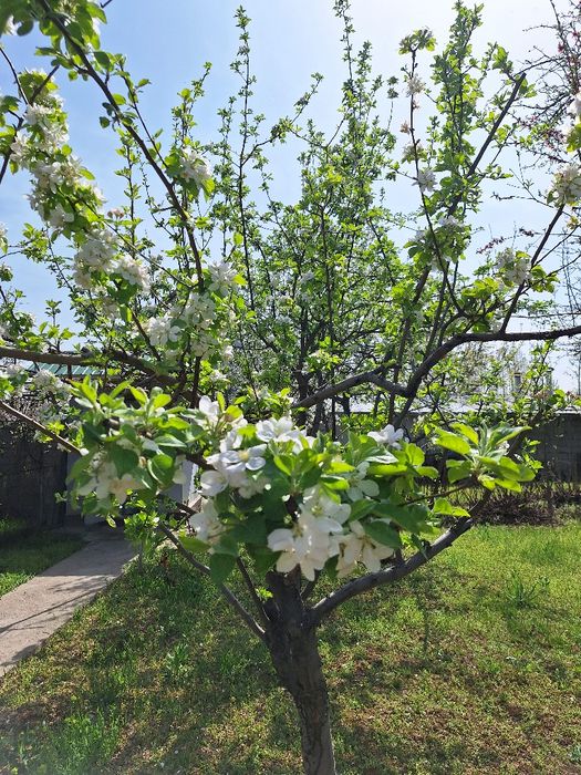 Продаётся своя  дача в Паркентском районе