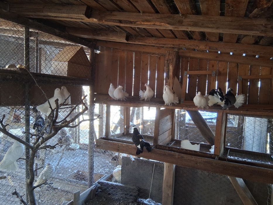 Vand porumbei Curcani de ornament 30 lei bucata