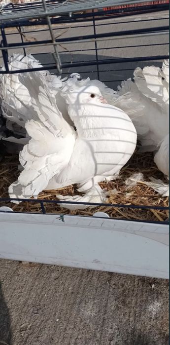 Porumbei de ornament