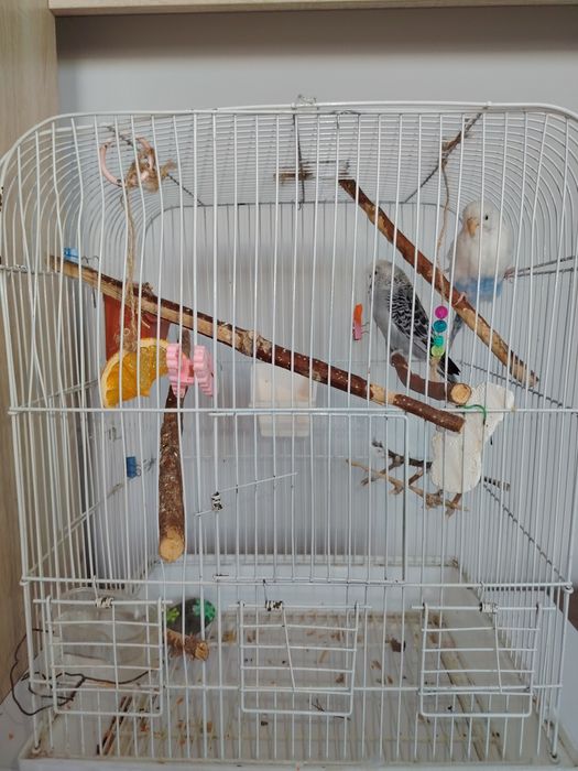 Продается попугай волнистики!!! 15000 тенге