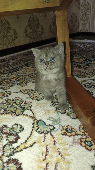 Котята фолды. Окрасы золото и серебро шиншиллы,белые и пепельный.
