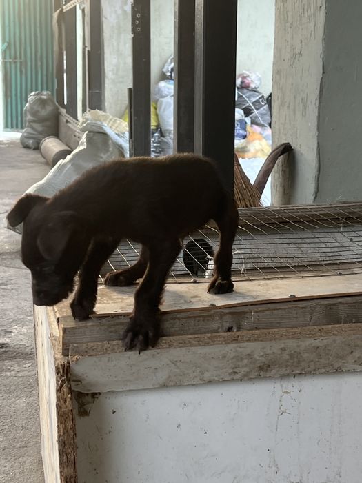 Продам щенка дратхара мальчик