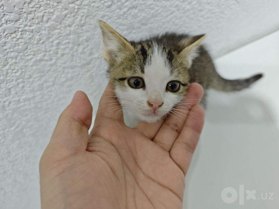 Пристраиваются котята
