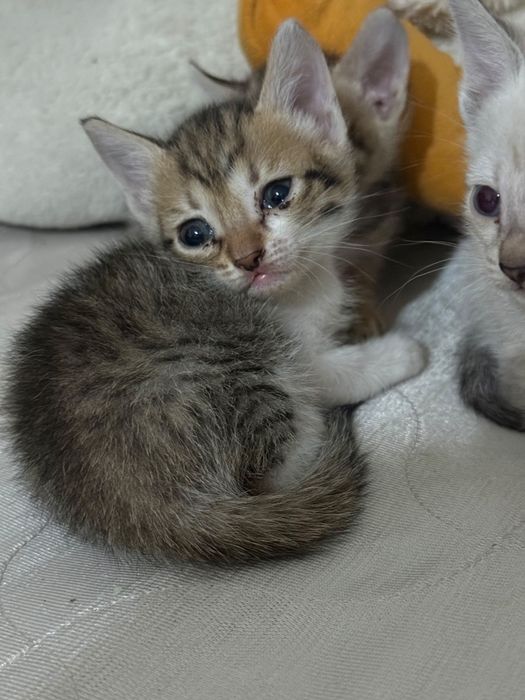 Отдам в добрые руки котят