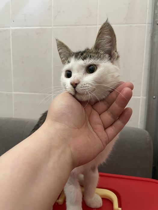 Котенок 9 месяцев. Девочка, стерилизована!
