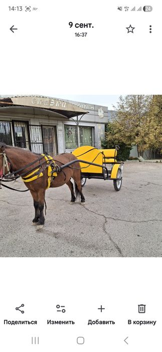 Продается пони с двуколкой