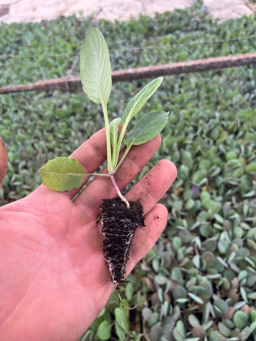 Разсад зеле Средно ранно