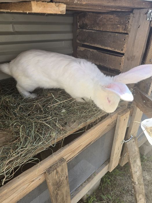 Продам кроликов крупные