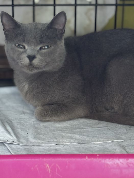 Кошки Аксу бесплатно