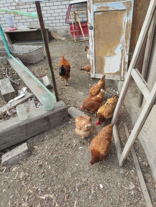 Инкубаторные яйца