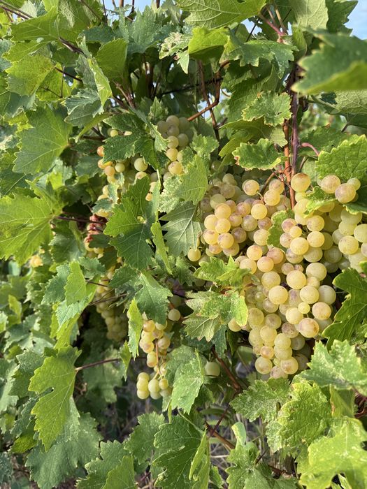 Vând struguri de vin
