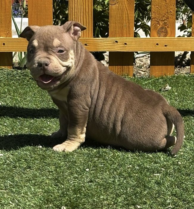 American bully pocket