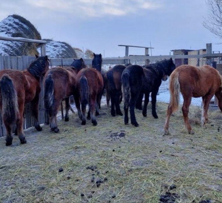 Жылкы соғым 2900