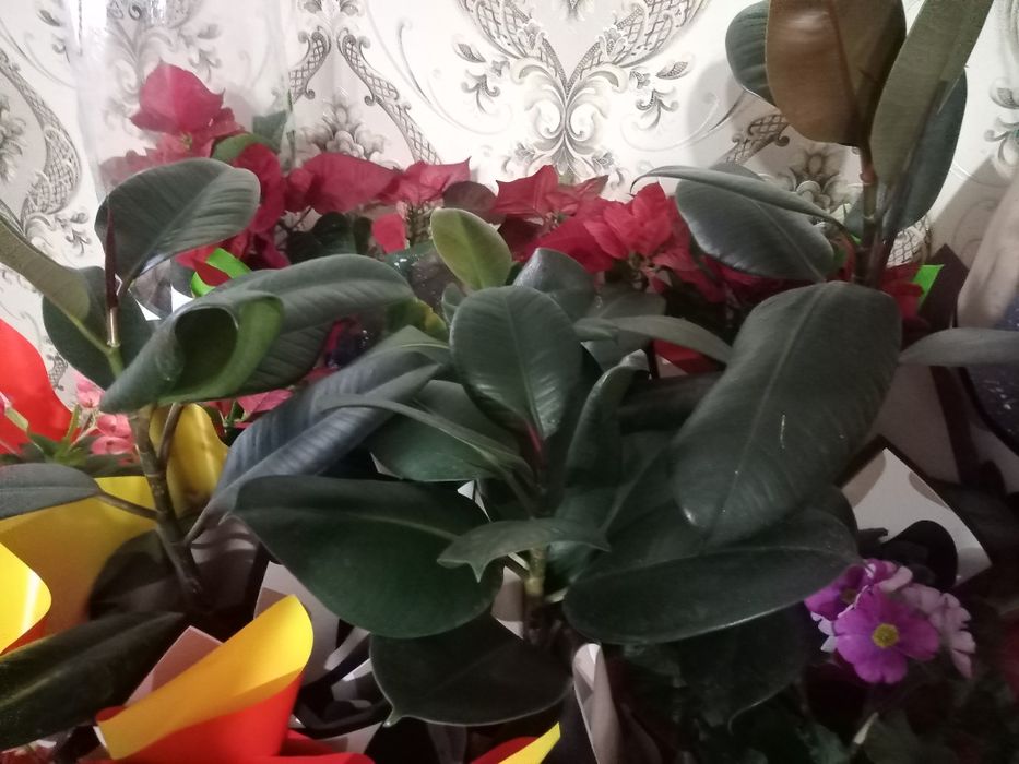 Продаются комнатные цветы