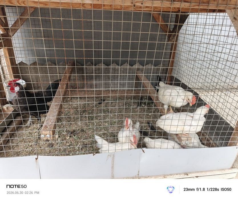 Zotliy zotsiz tovuq xoʻrozla bor sotiladi