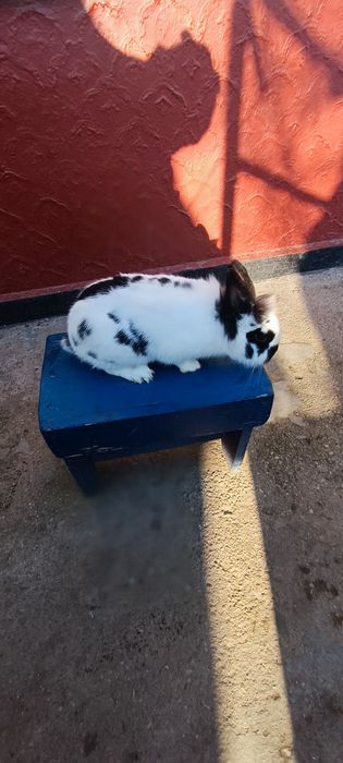 Iepuri Masculii de prăsilă