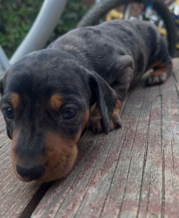 Pui de teckel mini arlechin, drăgălas si jucauș