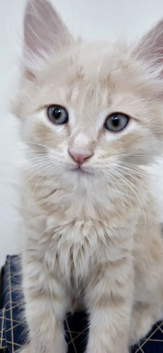 Котёнок берживий цвет пушистый