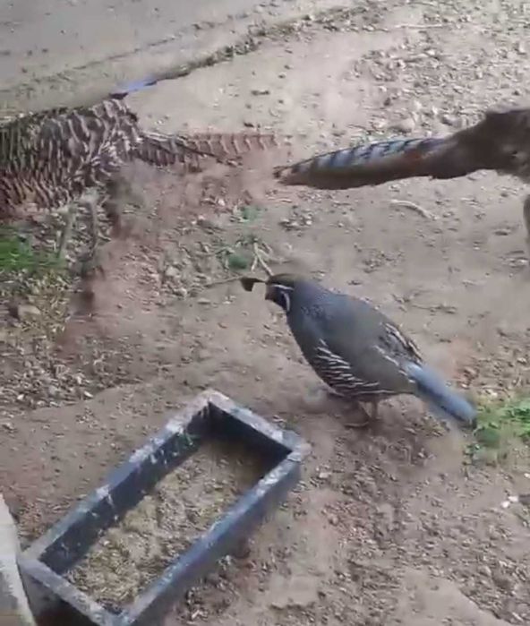 Продаются Алмазные фазаны