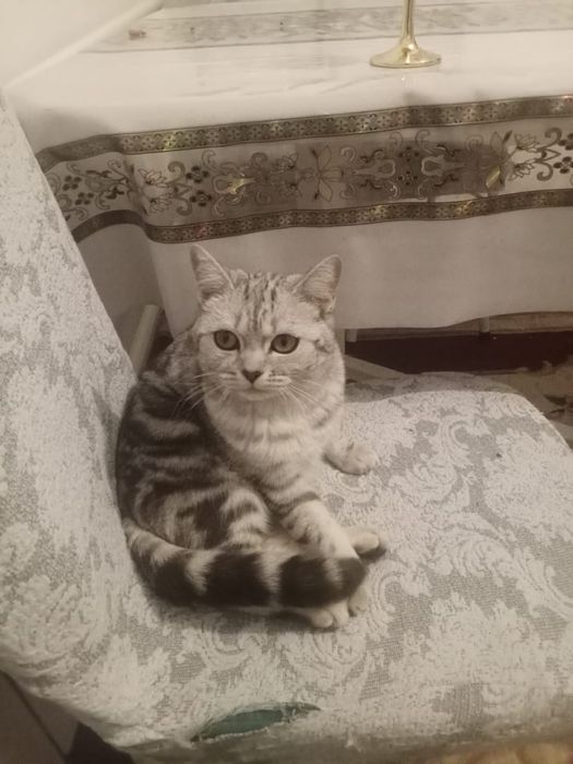 Мысык………………………..