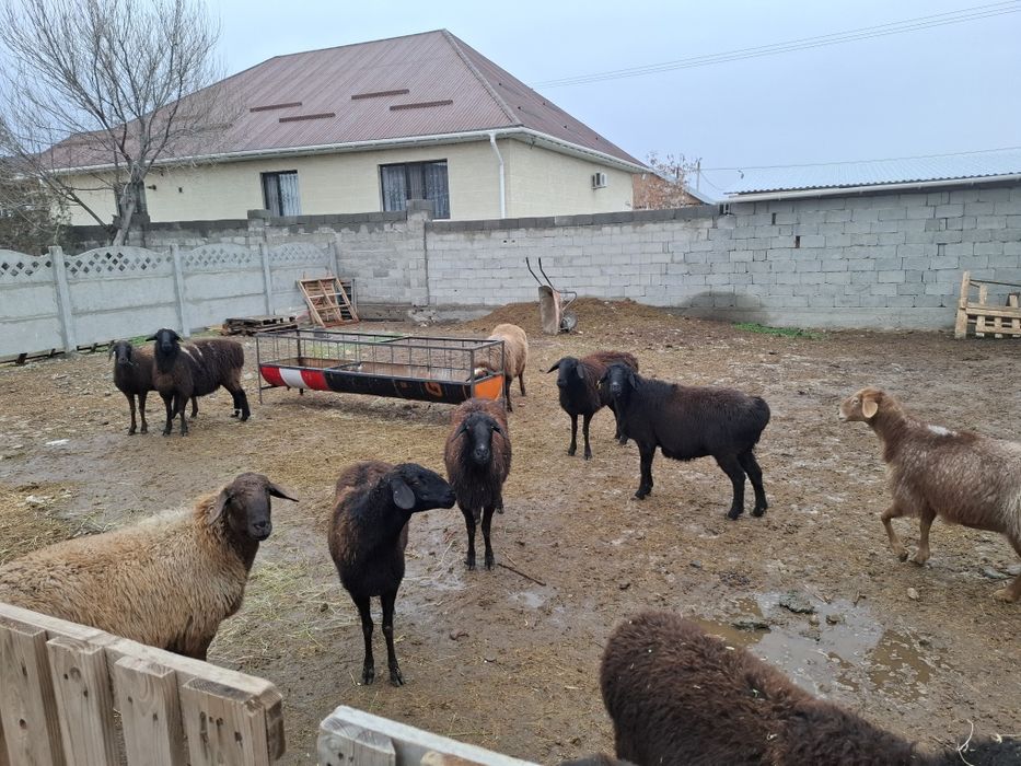 Саулыктар еркек токтылар сатылады