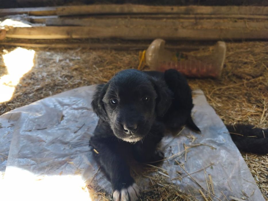 Продажа ШЕНЬКОВ Тайган