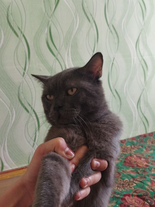 Mushuk skotish strayt