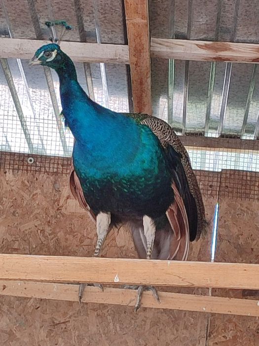 Продам пару павлинов