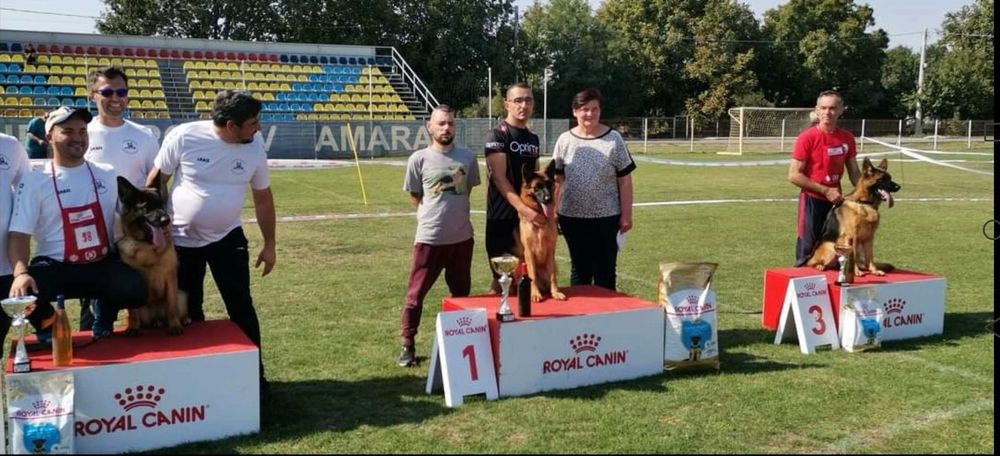 Немски овчарки с родословие.