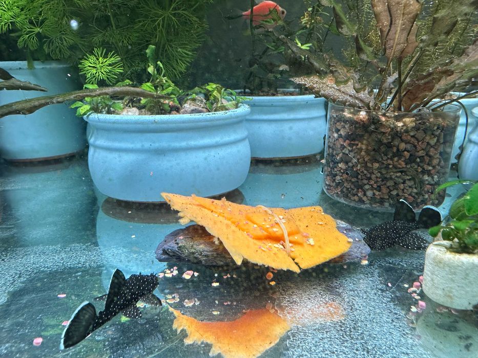 Звездочные сомы, номерные L - 181, 5 - 6см.