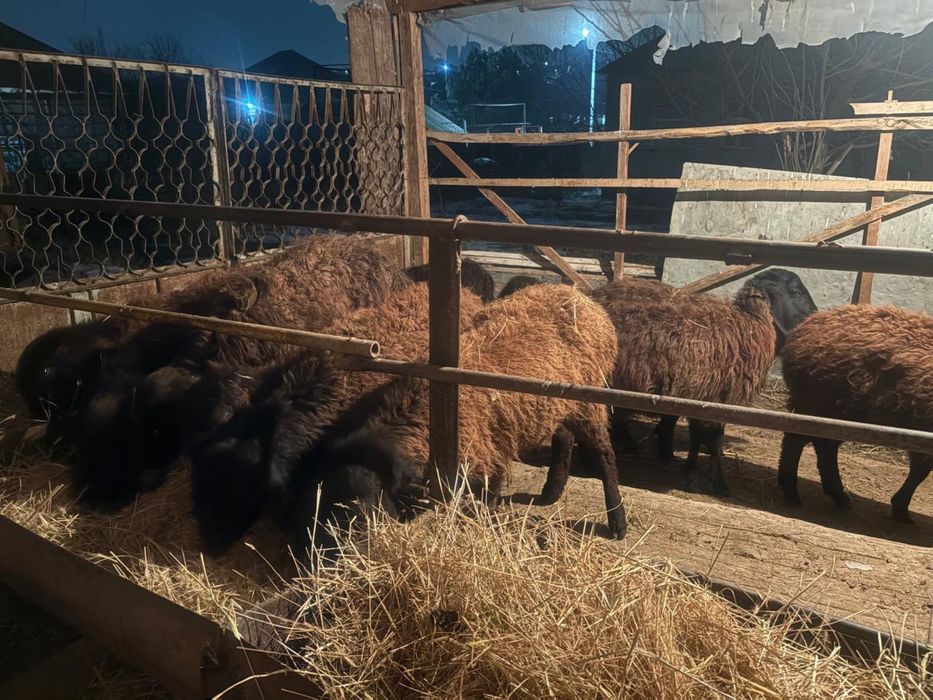 20 бас ұрғашы тоқтылар сатылады