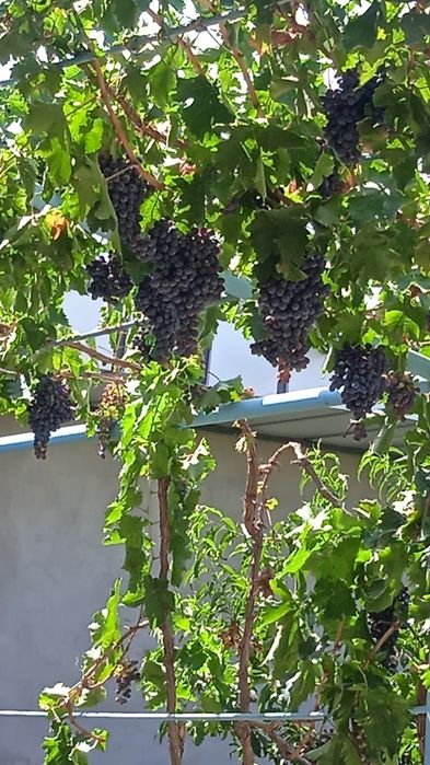 Тайёр ҳовли ҳамма шароити бор